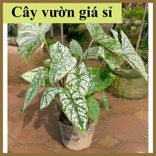 Cây Môn Trắng, môn giáng sinh size to, trồng trang trí không gian sống