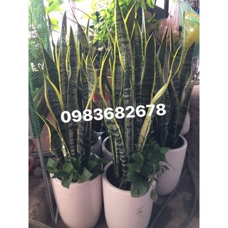 Chậu cây lưỡi hổ