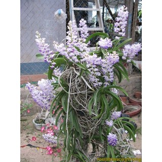 Phong lan Hải Yến rừng Ninh Thuận 1cây