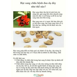Hạt sành (hạt sang)chữa dạ dày và đại tràng
