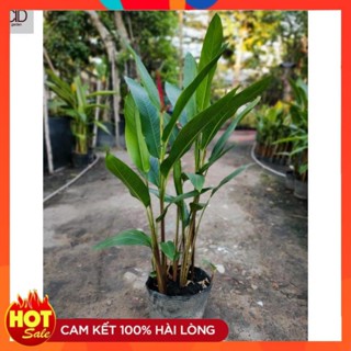 Cây chuối thiên điểu (mỏ két), Cao 30-35cm bịch 3-4 thân 12
