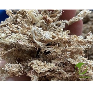 Dớn Trắng Chile - Dớn Chile Giữ Ẩm Cho Lan (100gr)