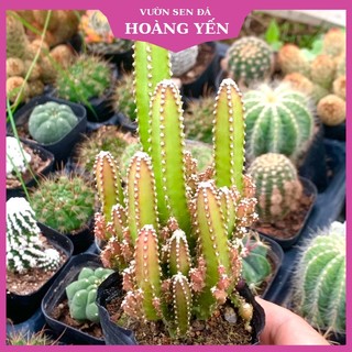 Xương rồng thanh sơn, cây đẹp, giá rẻ, lỗi 1 đổi 1