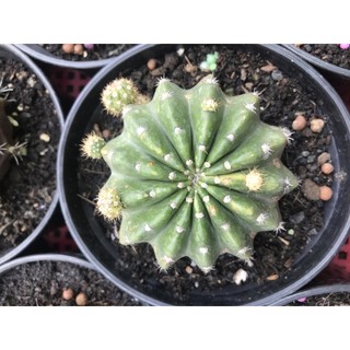 Xương rồng var echino