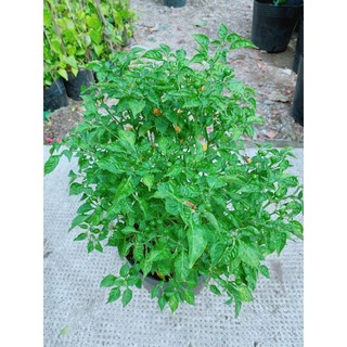 Ớt peru cho sai trái