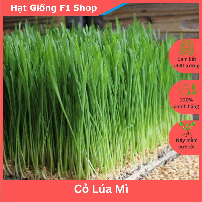 Hạt Giống Mầm Cỏ Lúa Mì Wheatgrass (100 Gam) (476.F1)