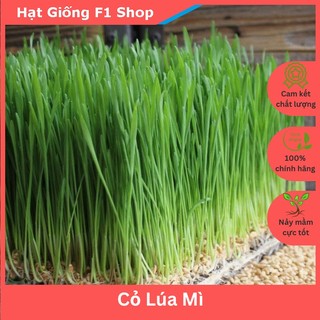 Hạt Giống Mầm Cỏ Lúa Mì Wheatgrass