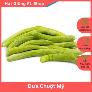 Hạt Giống Dưa Chuột Rắn Mỹ Siêu Dài Armenia