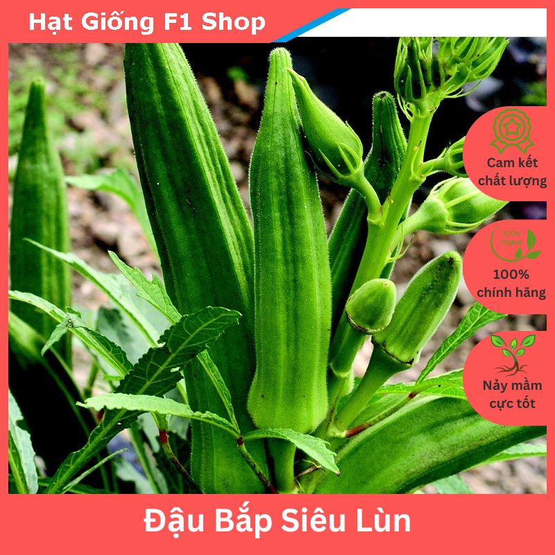 Hạt giống đậu bắp xanh cao sản siêu lùn - Nảy mầm nhanh và dễ trồng
