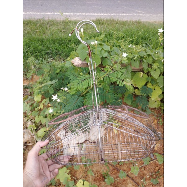 Lồng bẫy chào mào inox hàng cao cấp giá rẻ chất lượng cao