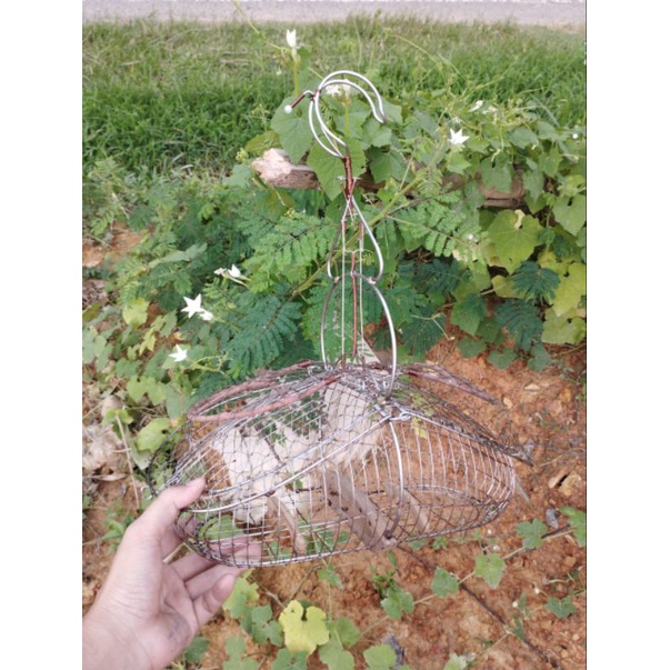 Lồng bẫy chào mào inox hàng cao cấp giá rẻ chất lượng cao