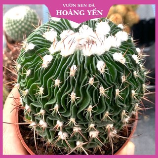 Xương rồng Trúc Ngọc size trung, Cây Khỏe Giá rẻ, Lỗi 1 đổi 1