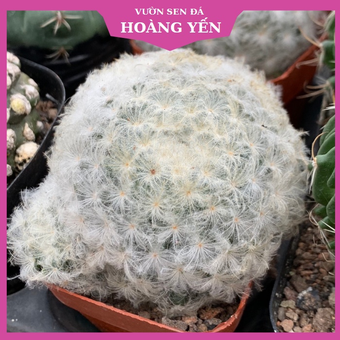 Xương rồng Bông Gòn, Cây Khỏe Giá rẻ, Lỗi 1 đổi 1