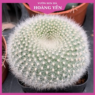 Xương rồng size trung Thiên Nga, Cây Khỏe Giá rẻ, Lỗi 1 đổi 1