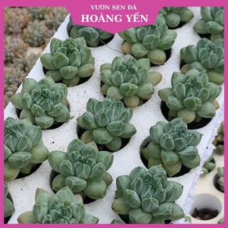 Sen đá kim cương mini size 2,5-4cm, cây khỏe, giá rẻ, lỗi 1 đổi 1