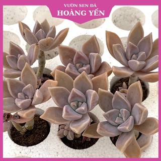 Sen đá đá ma mini size 2,5-4cm, cây khỏe, giá rẻ, lỗi 1 đổi 1