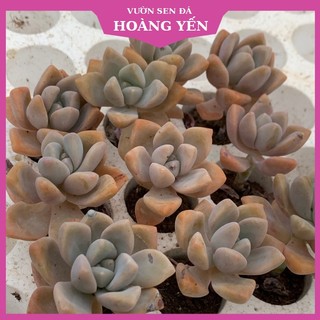 Sen đá đá tuyết mini size 2,5-4cm, cây khỏe, giá rẻ, lỗi 1 đổi 1