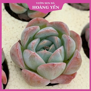 Sen đá bánh bông lan mini size 2,5-4cm, cây khỏe, giá rẻ, lỗi 1 đổi 1