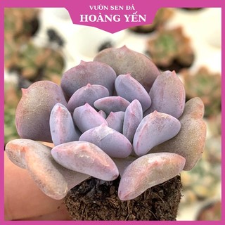 Sen đá mini cúc tím size 2,5-4cm, cây khỏe, giá rẻ, lỗi 1 đổi 1