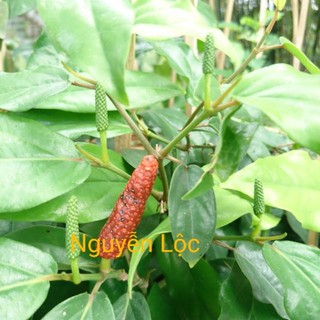 Cây tiêu lốt dùng làm gia vị, thảo mộc- Trang trí sân vườn- Decor- Hoa kiểng TH farm- Cây chuẩn giống