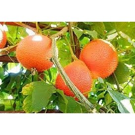 Cây giống gấc nếp dùng làm màu thực phẩm, nấu xôi, chè- Hoa kiểng TH farm- Cây chuẩn giống