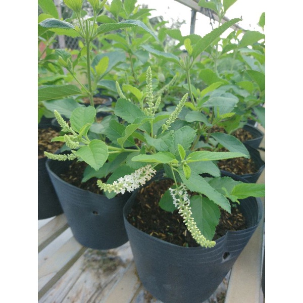 Cây hoa bạch tràm hương/ giáng hương_TH farm_ Cây chuẩn giống- Chất lượng cao