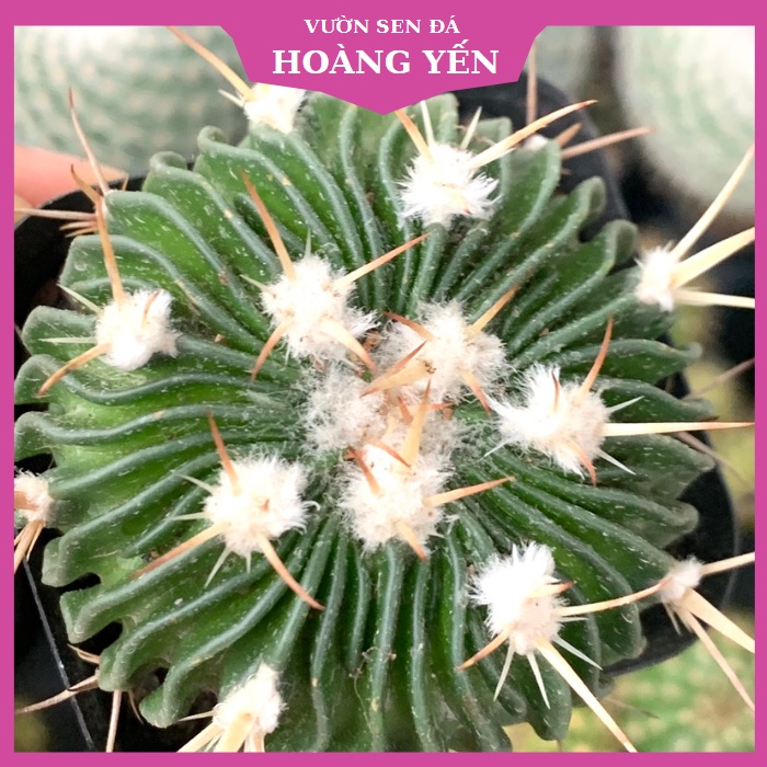 Xương rồng TRÚC NGỌC MINI, Cây khỏe, Giá rẻ, Lỗi 1 đổi 1