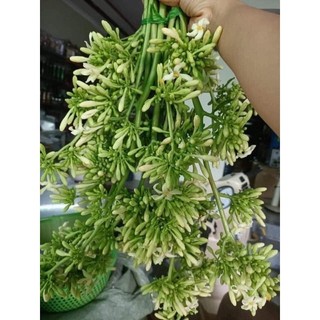 500g hoa đu đủ đực tươi