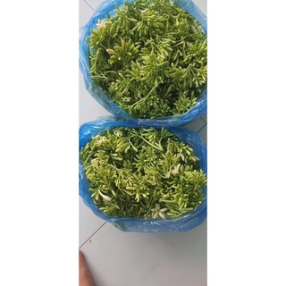 500g hoa đu đủ đực tươi ( chỉ gửi miền bắc 1-2 ngày nhận đảm bảo hoa tươi )
