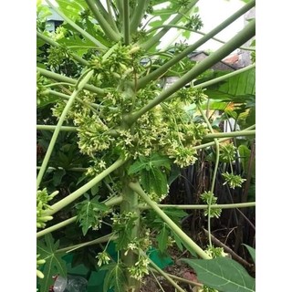 500g hoa đu đủ đực tươi ( chỉ gửi miền bắc 1-2 ngày nhận đảm bảo hoa tươi )