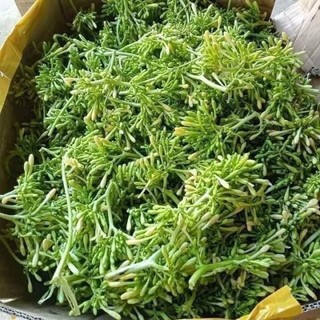 500g hoa đu đủ đực tươi ( chỉ gửi miền bắc 1-2 ngày nhận đảm bảo hoa tươi )
