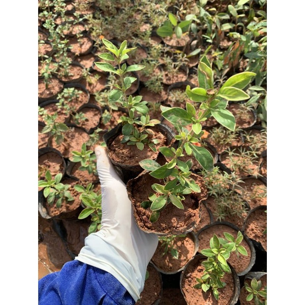 Bạch tuyết mai - cây hoa bạch tuyết mai