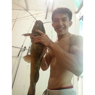 MỒI CÂU CÁ LĂNG NHÃN ĐEN THAILAND