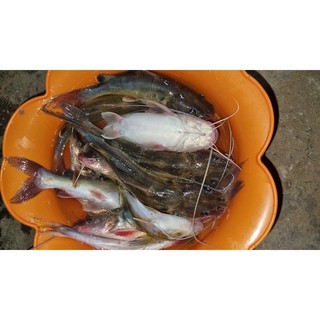 MỒI CÂU CÁ LĂNG NHÃN ĐEN THAILAND