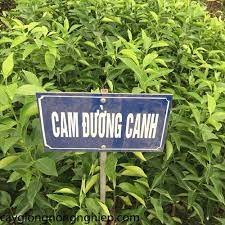 Cây giống cam canh đường