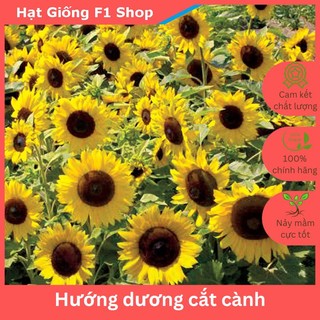 Hạt Giống Hoa Hướng Dương Cắt Cành Dễ Trồng và Chăm Sóc