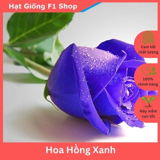 Hạt Giống Hoa Hồng Xanh