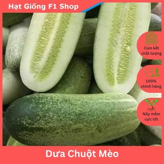 Hạt giống dưa chuột mèo siêu to