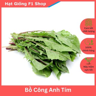 Hạt giống bồ công anh tím