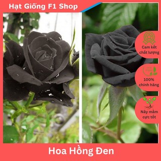 Hạt giống hoa hồng đen