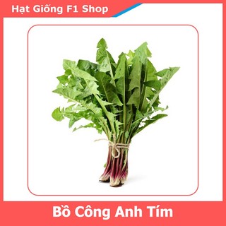 Hạt Giống Bồ Công Anh Tím (50H) (357.F1)