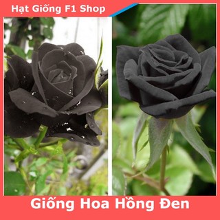 Hạt Giống Hoa Hồng Đen (20H) (416.F1)