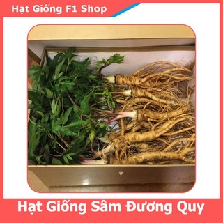 Hạt Giống Sâm Đương Quy Thảo Dược (100H) (356.F1)