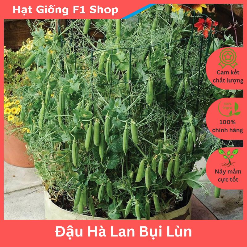 Hạt Giống Đậu Hà Lan Bụi Lùn Dễ Trồng (283.F1)