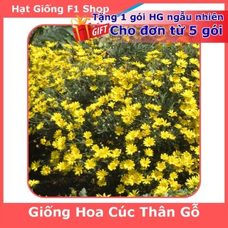 Hạt giống hoa cúc thân gỗ dễ trồng