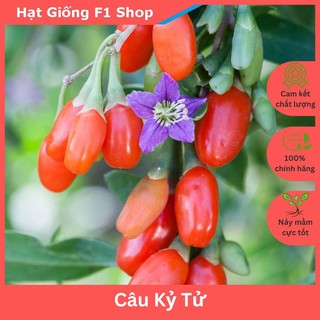 Hạt giống cây câu kỷ tử thảo dược