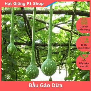 Hạt giống bầu gáo dừa dễ trồng