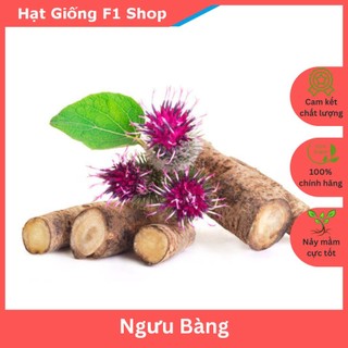 Hạt Giống Ngưu Bàng Thảo Dược