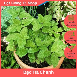 Hạt giống bạc hà chanh lemon balm dễ trồng