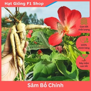 Hạt giống sâm bố chính thảo dược - gói 50 hạt